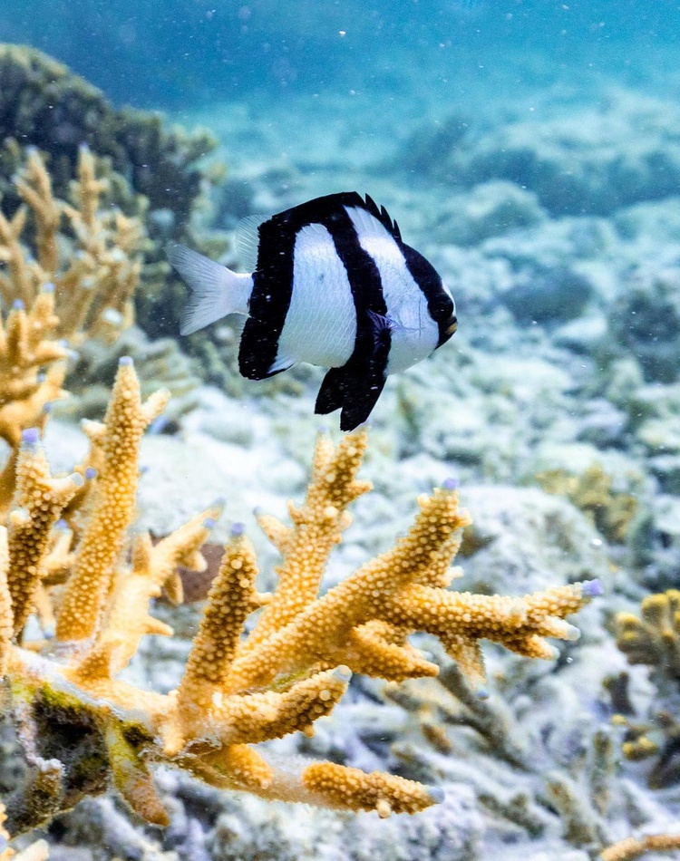 Heron Island Fish