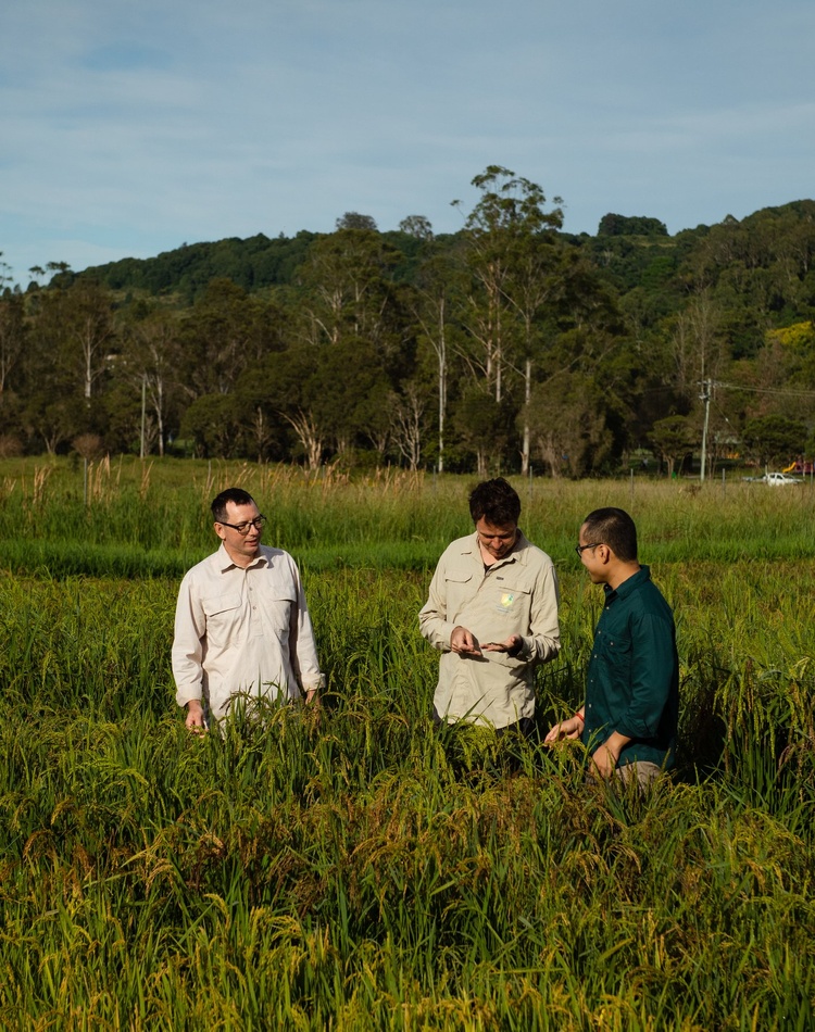 three men inspecting rice crop