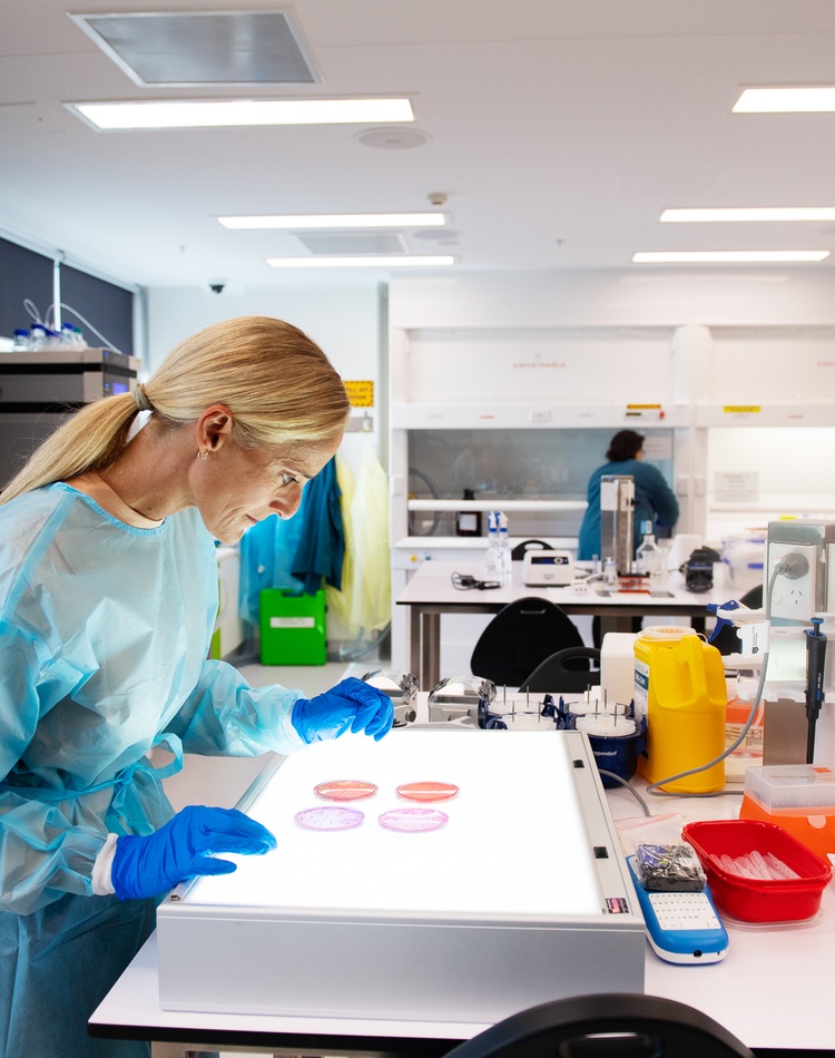 Researcher in gown looks over petri dishes