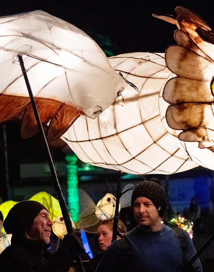 Owl lantern - Lismore Lantern Parade