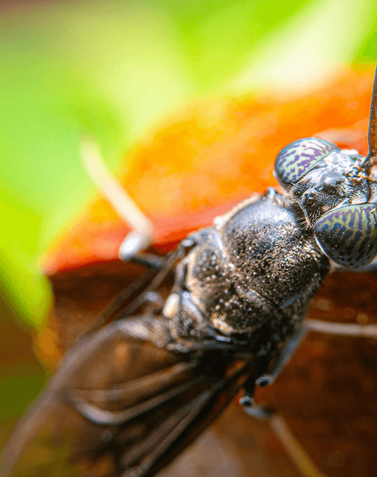 A black soldier fly up close on a plant