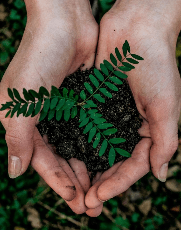 Two hands holding a plant and some soil
