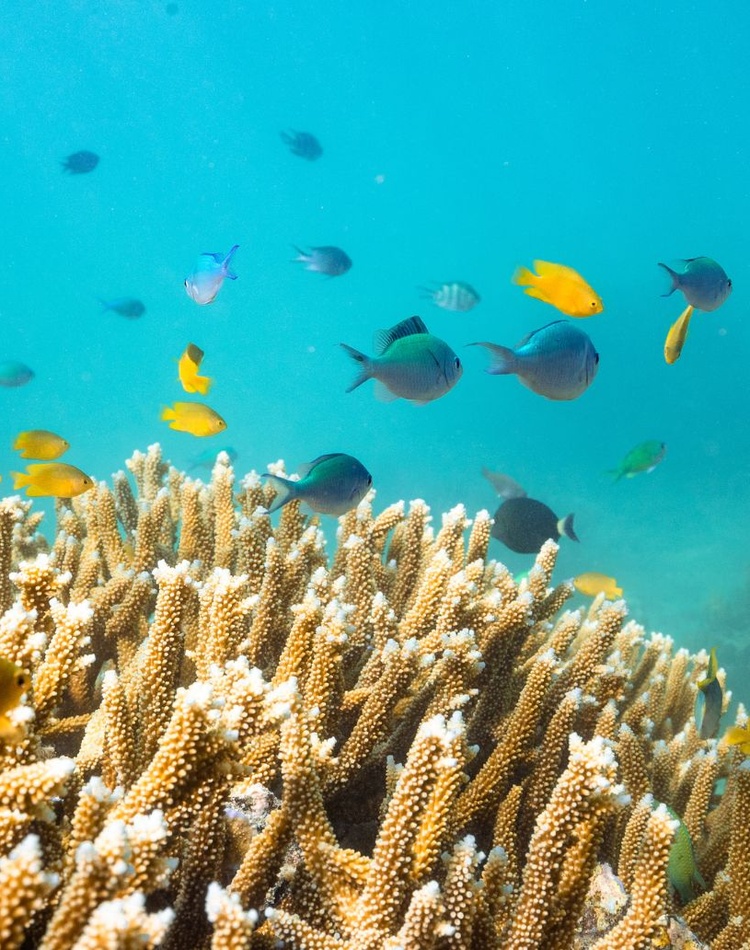 Underwater marine life fish yellow coral