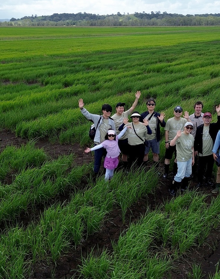 Drone shot of people standing in rice field