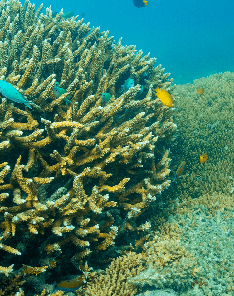 underwater image of coral and fish