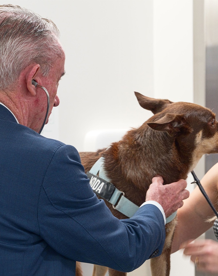 Man and woman using stethoscope on dog