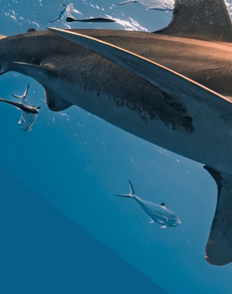 Shark swimming underwater