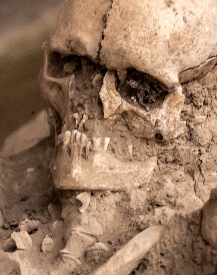 Human fossils_credit Boris Hamer on Pexels