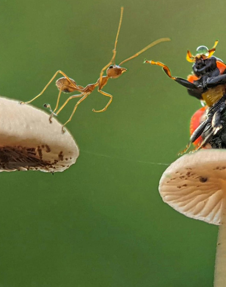 Insects on mushrooms_credit Macro Photography on Pexels