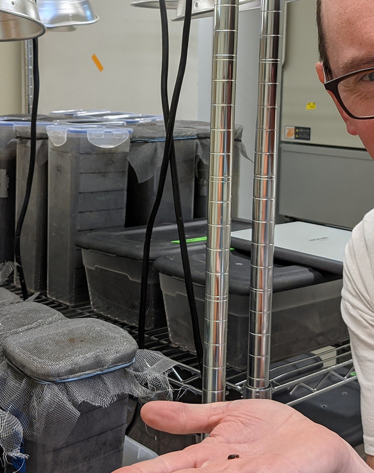 Nigel Andrew in dung beetle lab CREDIT Kimberly Sheldon University of Tennessee Knoxville