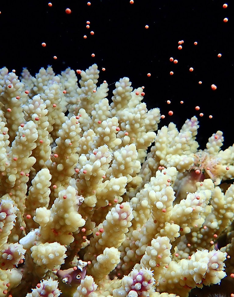 A coral spawning, that is releasing egg and sperm bundles