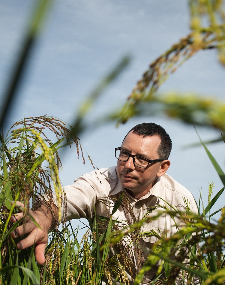 Szabolcs Lehoczki-Krsjak in experimental rice crop