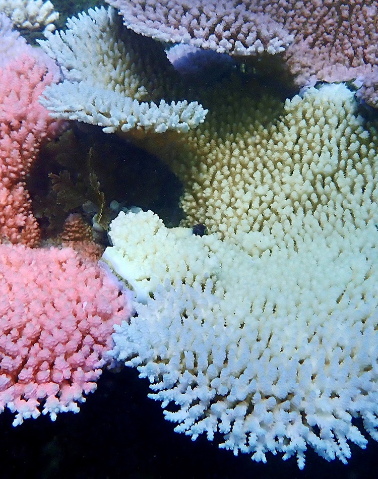 Various degrees of bleaching in corals next to each other at Lizard Island on Great Barrier Reef