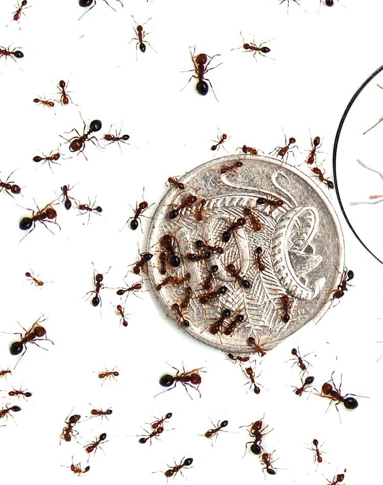 Various sizes of fire ants on 10 cent coin_credit National Fire Ant Eradication Program
