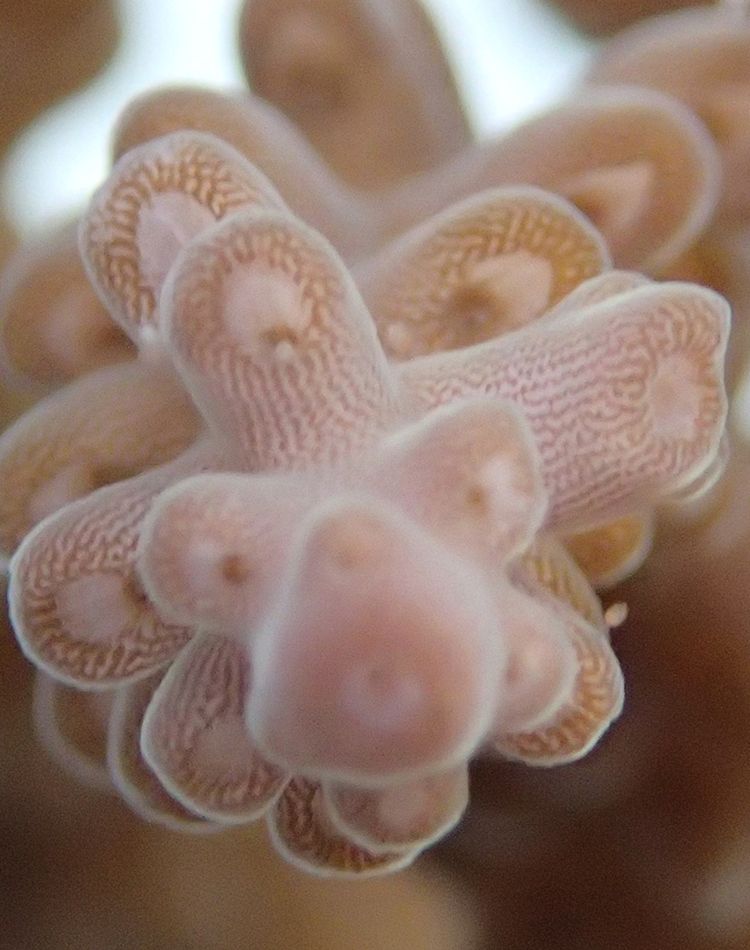 Close up of a pink branching corals
