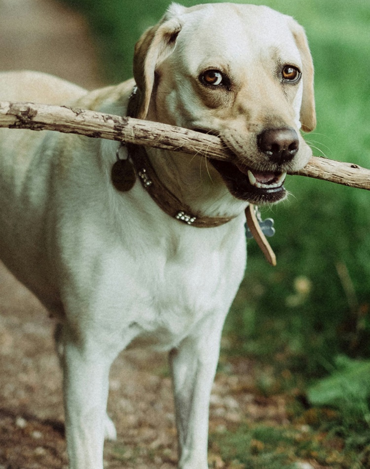 Short coated dog biting stick