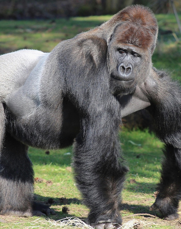 Gorilla walking on green grass