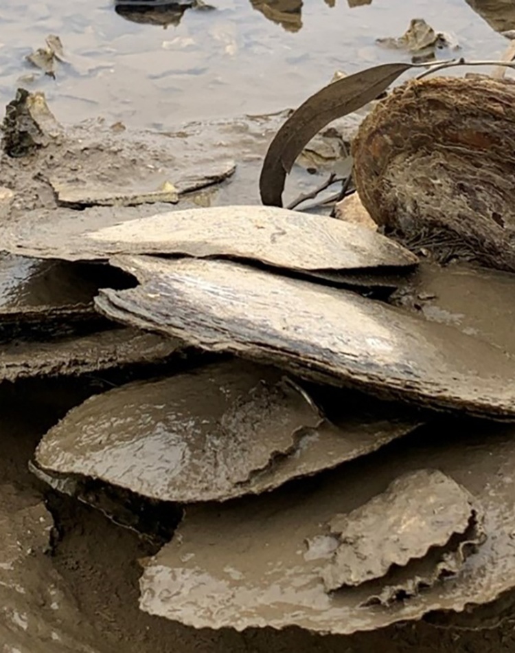 Multiple leaf oysters sitting in the sediment on the edge of a waterway