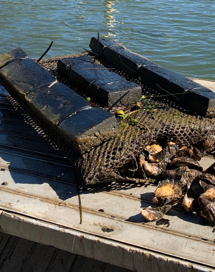 Sydney rock Oysters from aquaculture in Richmond River, NSW. credit Kirsten Benkendorff