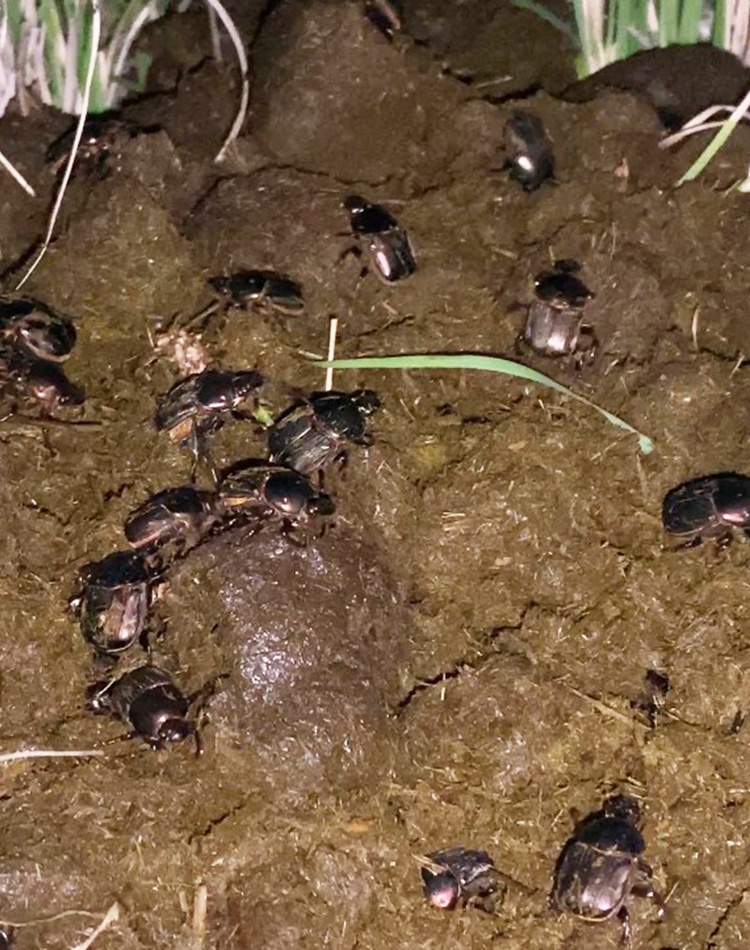 Dung beetles crawling across cow manure in a paddock