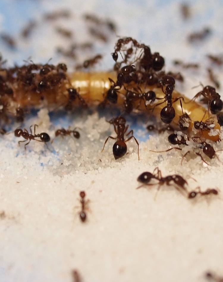 Ants attacking an insect