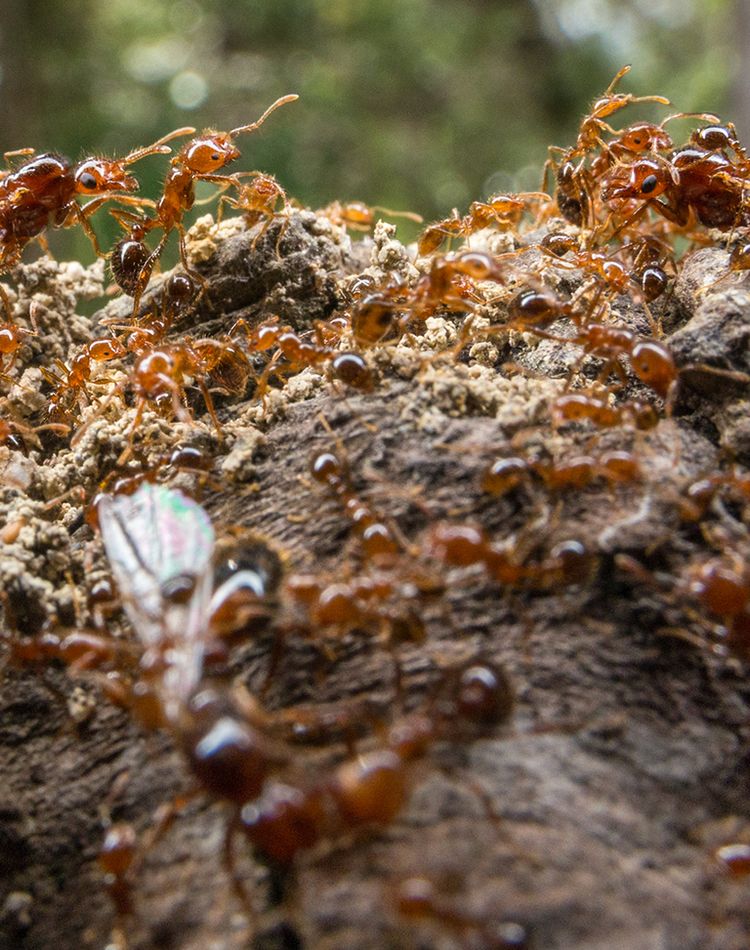 Red coloured ants climbing on a mound of soil