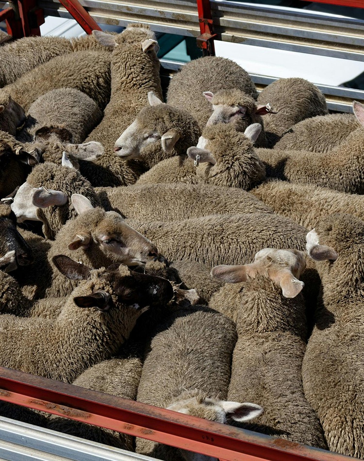 Aerial view of sheep tightly packed in a truck