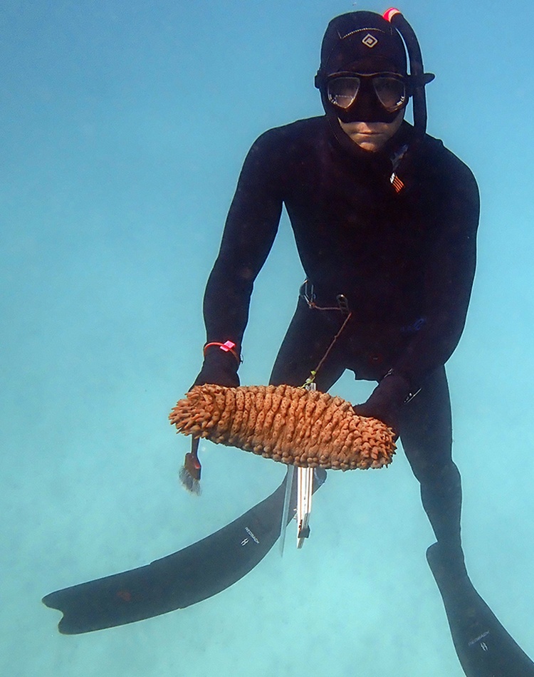 A scuba diver holding an orange coloured sea cucumber