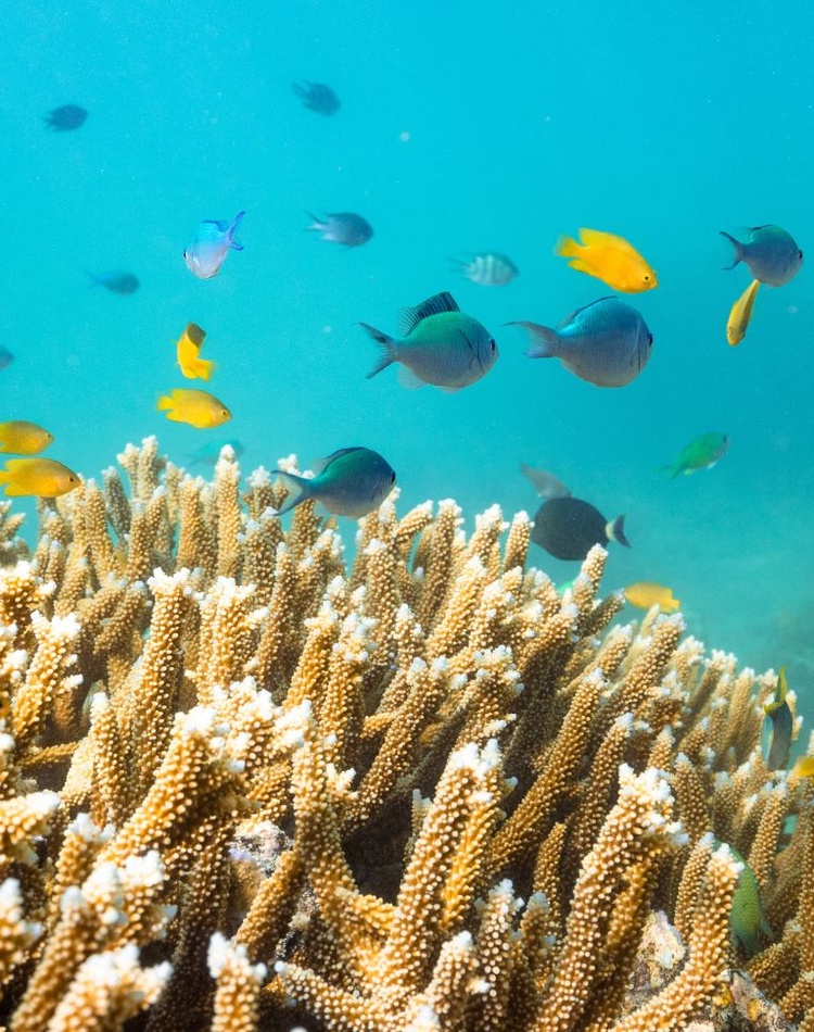 Coral reef with bleaching and tropical fish