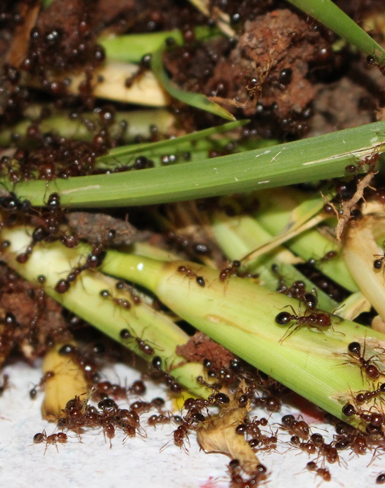 Fire ants eating crops