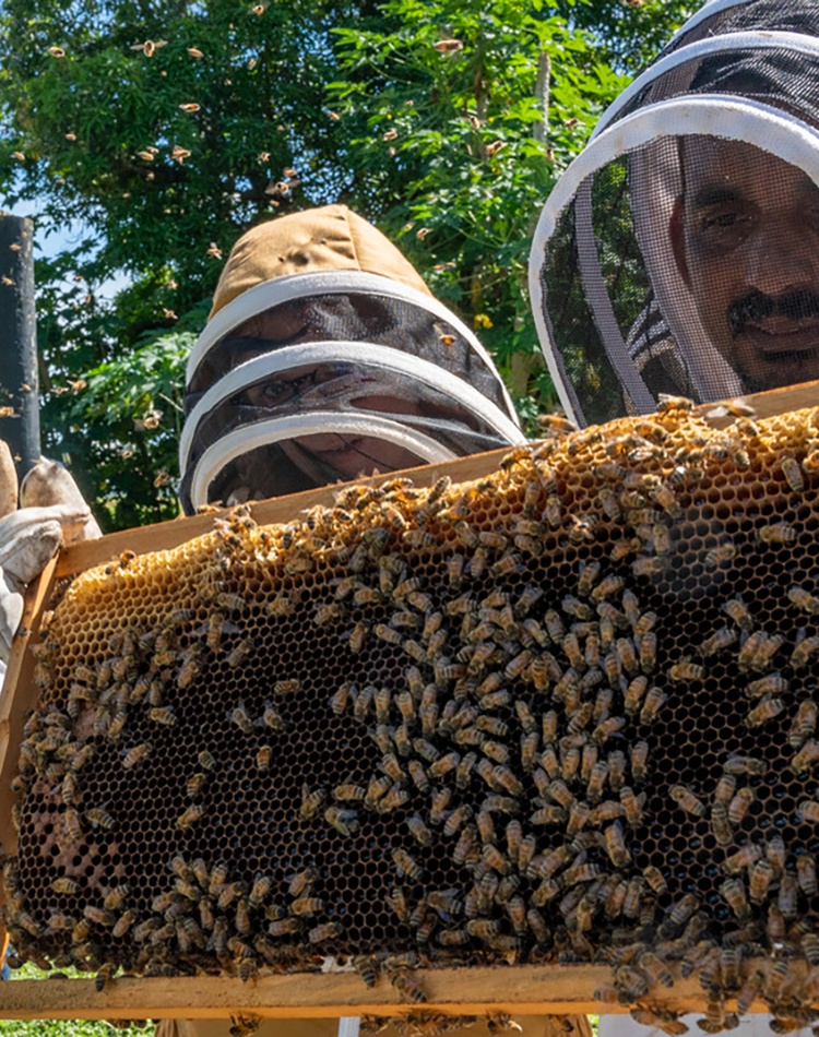 Dressed in protective suits, beekeepers inspecting hives with bees and honey