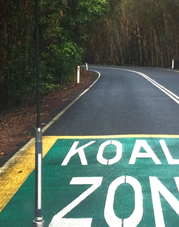Bogangar koala zone_credit Brendan Taylor
