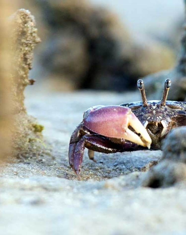 A crab in mangroves