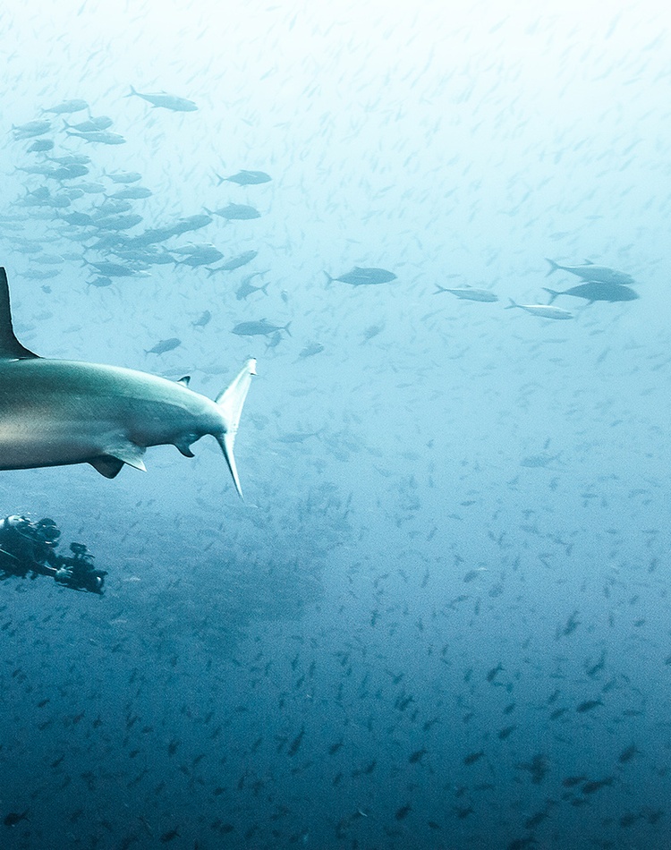 Todd Thimios underwater