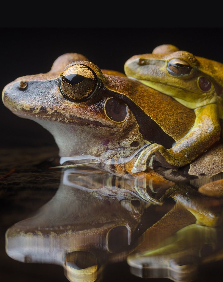 A small frog on the back of another frog, closeup