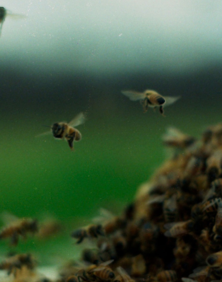 A picture of a group of bees flying on a green background