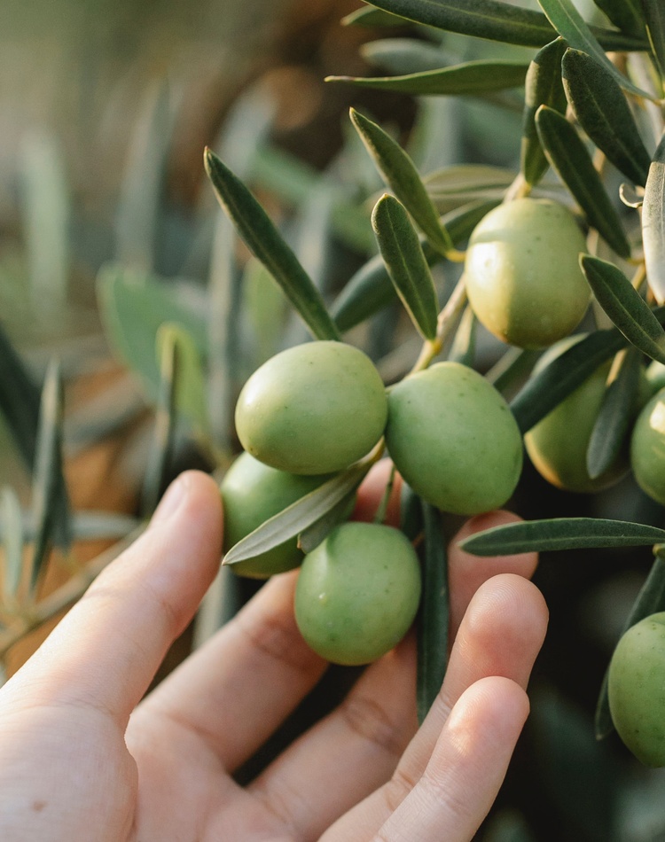 Olive leaf and olive fruit with hand