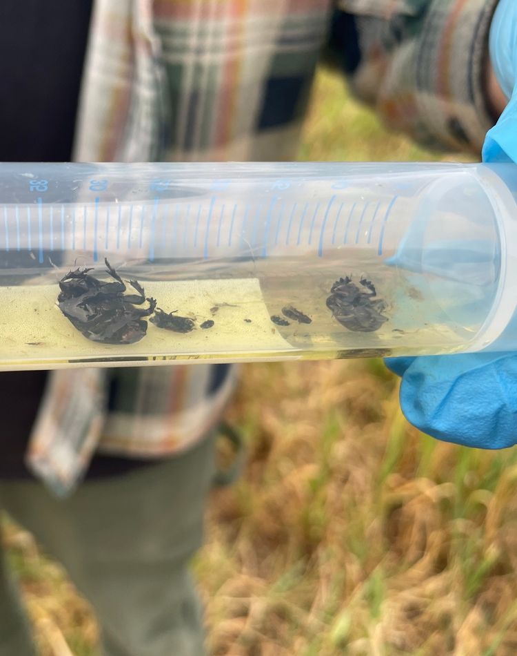 Beetles in a specimen jar