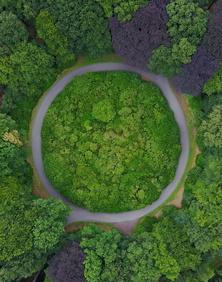 Trees / Rainforest
