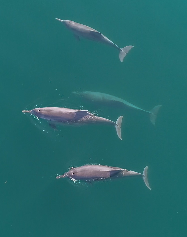 Humpback dolphins in clear water