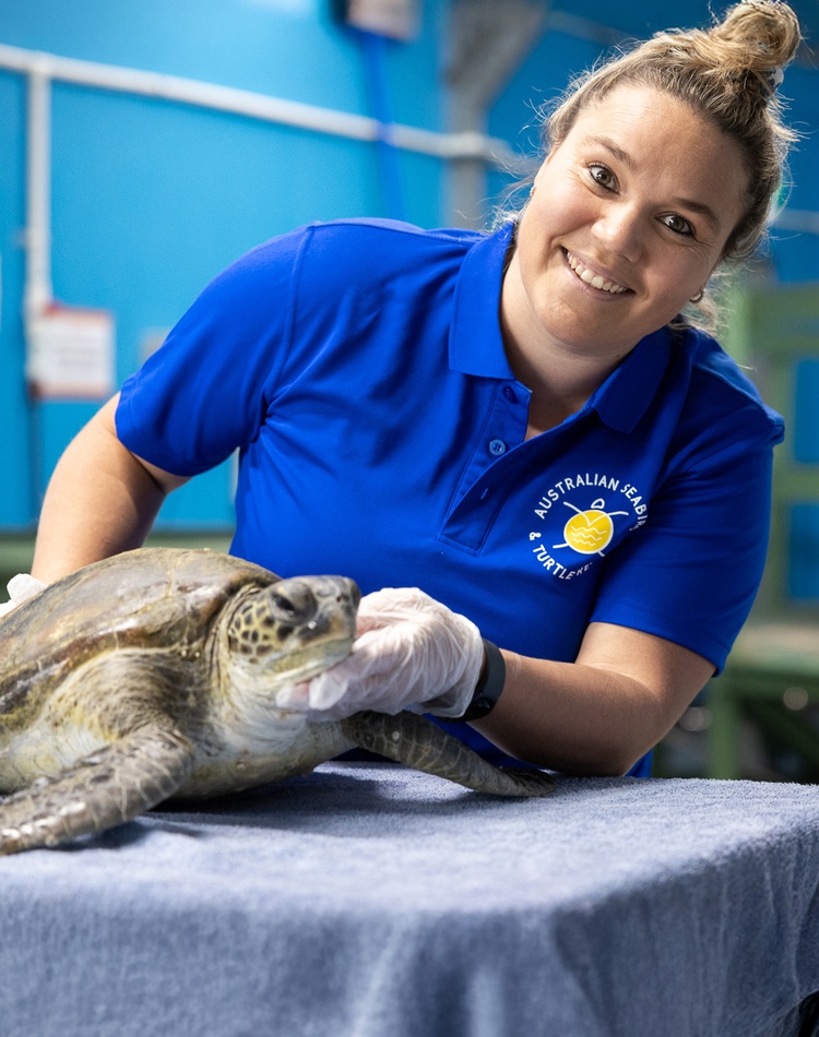 A woman wearing a royal blue polo shirt holding a turtle on a table