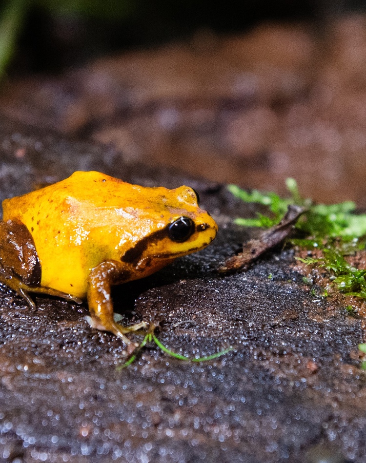 yellow and black coloured frog sitting on mossy rock