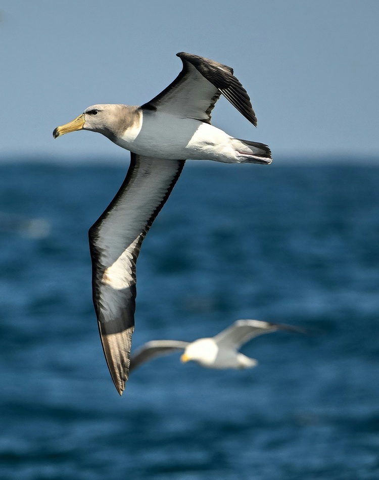 Flying bird