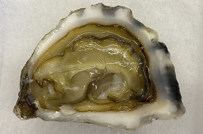 Oyster blood proteins antibiotic effectiveness - Southern Cross University