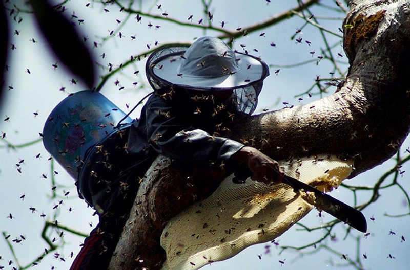 Honey hunter Pak Jahuri, 50m high in a Boan tree, collecting wild forest honey from a colony of Giant Asian Honeybees (Apis dorsata) in West Sumbawa, Indonesia (credit Cooper Schouten)