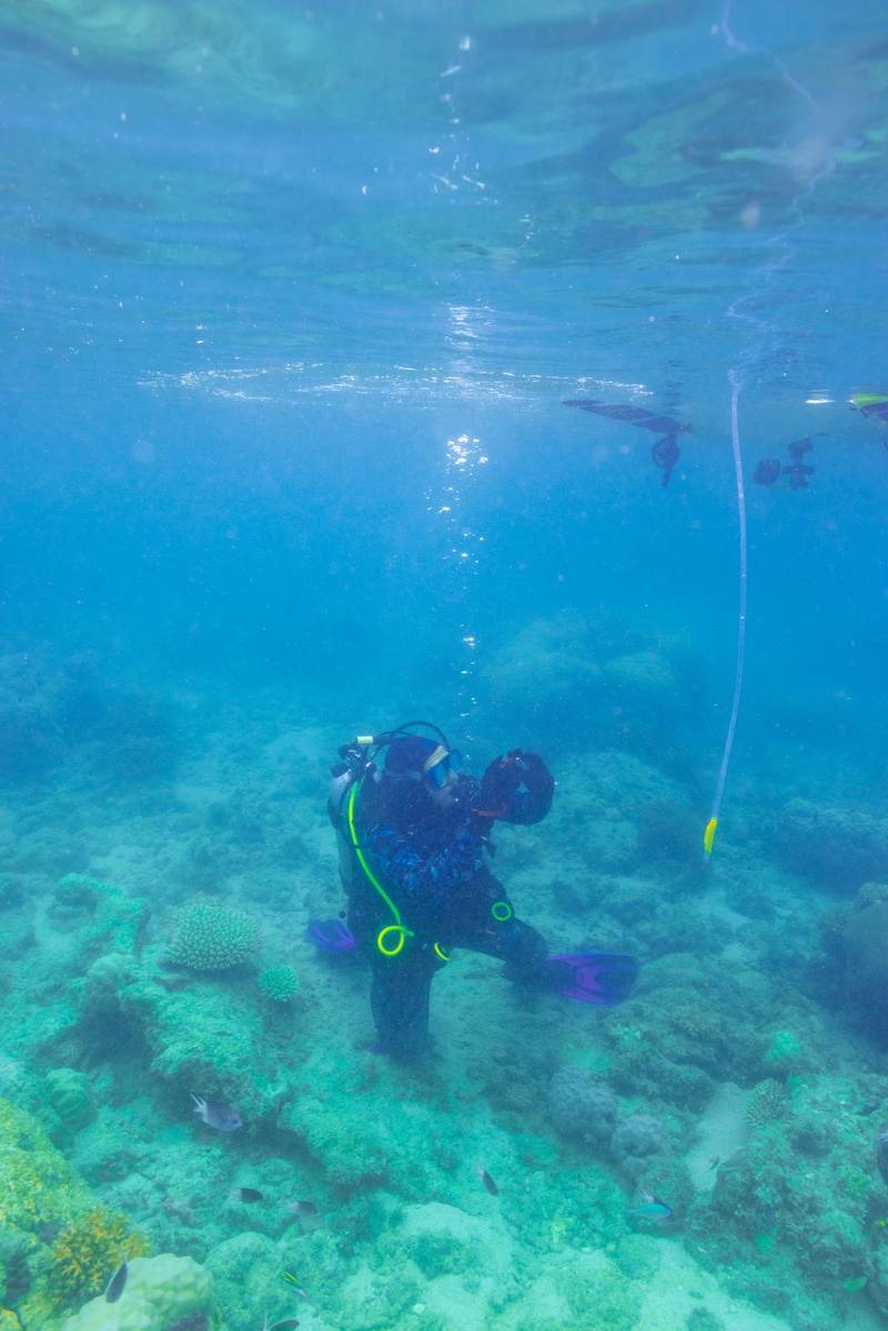 A diver watches as a hose attached to a boat releases coral larvae.