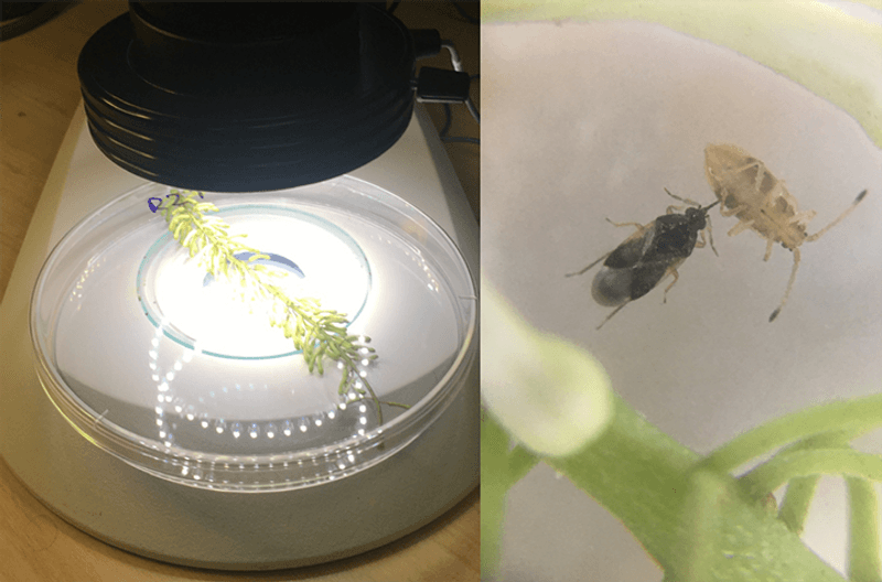 Orius bug feeding on macadamia lace bug nymph