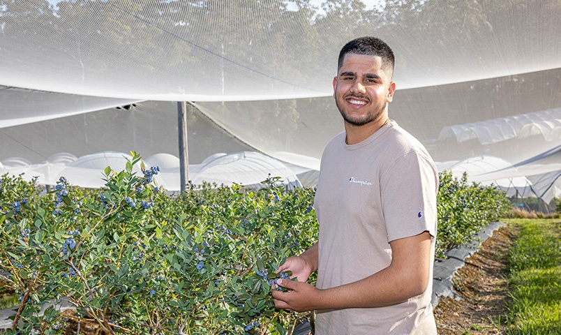 Inderjot Bajwa, SCU graduate stands in a blueberry farm holding a branch of one of the bushes, under a tent that's protecting the crop