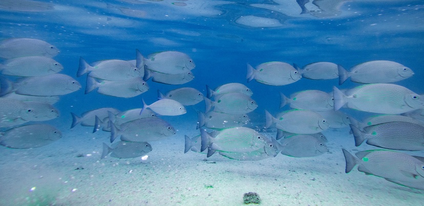 Underwater shot of fish at Heron Island