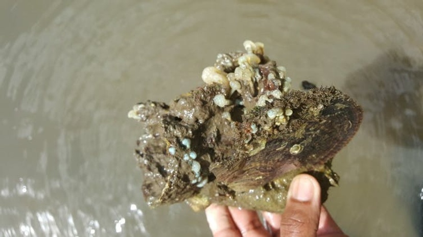 Leaf Oyster